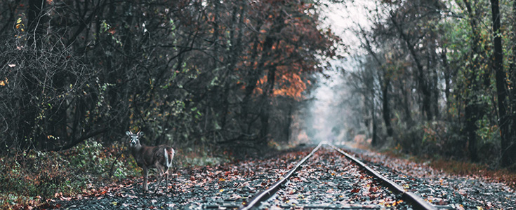 Die Reaktivierung von Bahnstrecken bietet viele Vorteile.